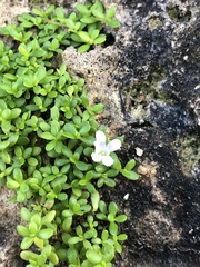 Bacopa