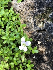 Bacopa
