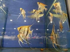 Pterophyllum scalare