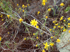 Helianthus porteri