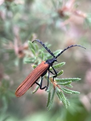 Trichalus semicostatus