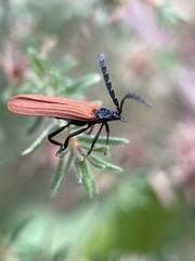 Trichalus semicostatus