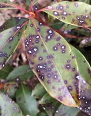 Mycosphaerella colorata