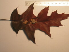 Callirhytis piperoides