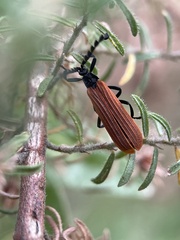 Trichalus semicostatus