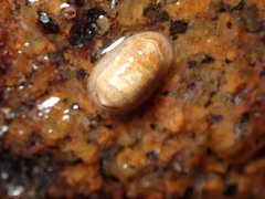 Leptochiton cancellatus
