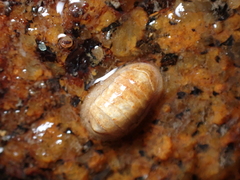 Leptochiton cancellatus