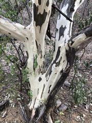 Chloroleucon mangense