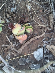Kalanchoe thyrsiflora