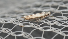 Thiotricha atractodes