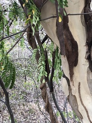 Chloroleucon mangense