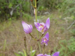 Bletia purpurea