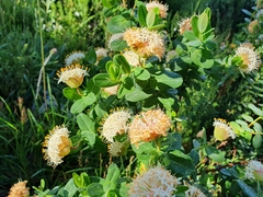 Pimelea ligustrina ciliata