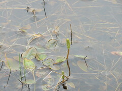 Potamogeton polygonifolius