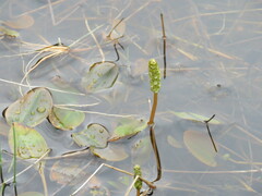 Potamogeton polygonifolius