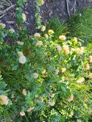 Pimelea ligustrina ciliata