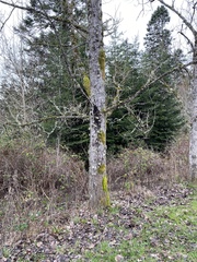 Homalothecium fulgescens