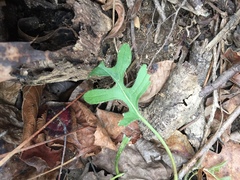 Nabalus serpentarius