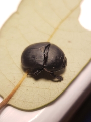 Geotrupes opacus