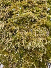 Homalothecium fulgescens