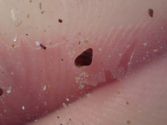 Barleeia unifasciata