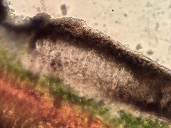 Arthonia radiata