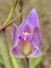 Bletia purpurea