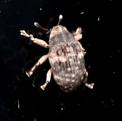 Eutyrhinus meditabundus