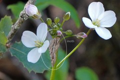 Epirrhoe plebeculata