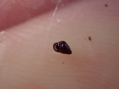 Barleeia unifasciata