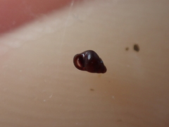 Barleeia unifasciata