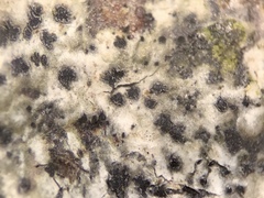 Arthonia radiata
