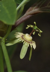 Passiflora apetala image