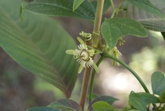 Decaloba