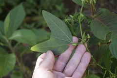 Decaloba