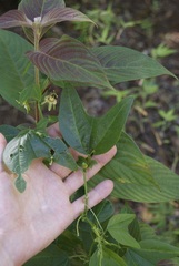 Decaloba