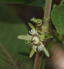 Decaloba