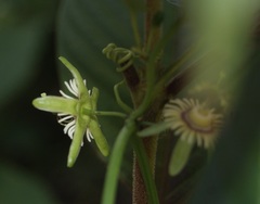 Decaloba