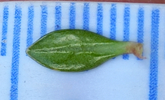 Coprosma perpusilla perpusilla