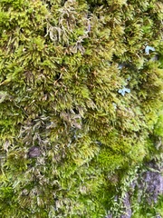 Homalothecium fulgescens