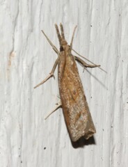 Crambus praefectellus