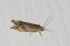 Epinotia solicitana