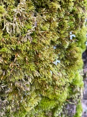 Homalothecium fulgescens