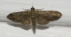Pasiphila rectangulata