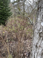 Oemleria cerasiformis