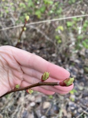 Oemleria cerasiformis