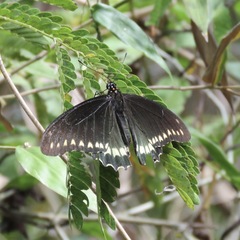 Battus polydamas polydamas