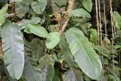 Heliconia latispatha