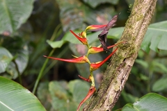 Heliconia latispatha