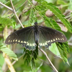 Battus polydamas polydamas